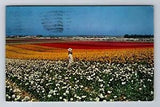 Carlsbad CA-California, Ranunculus Flower Field, Antique Vintage Postcard