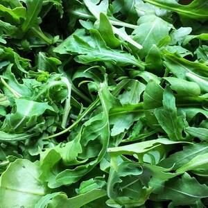 200 Seeds-Organic Arugula Herb Seeds- Eruca Sativa-Italian Cress-Rugula Herb- Salad Rocket -Peppery Tasting Herb-J040- Rucola Herb