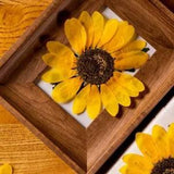2PCS Real Pressed Dry Sunflower Flower, Large yellow Flower Head for art FSS02