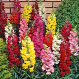 100+ Pcs Snapdragon Tetra Mixed Color Flower Seeds- Annual for sun-ANTIRRHINUM MAJUS-B106