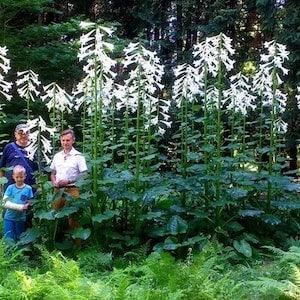 20/50 Great Himalayan Lily Garden Seeds*Enormous 8 in Flowers*Up to 9 ft tall*Hosta Leaves*Shade Plant*Cardiocrinum giganteum Seeds*FLAT SH