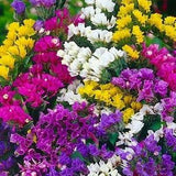 Statice mix 150 seeds