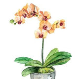 Potted Orchid Painting - Print titled, 