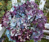 10 Dried Hydrangea Flowers Lt Blue, Green, Cream, Purple Wedding Craft Farmhouse