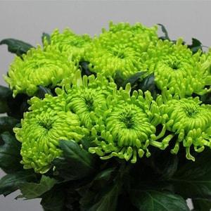 200 Green Chrysanthemum Flower Seeds Rare Chrysanthemum Flower Plant