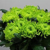 200 Green Chrysanthemum Flower Seeds Rare Chrysanthemum Flower Plant