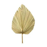 Dried Palm Leaf Dried Flower Fan For Wedding Floral Wall Decor