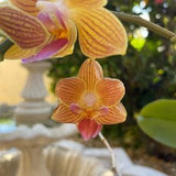 Orchid Earring, Orchid Jewelry, Yellow Orchid, Resin Flower Earring, Orchid Gift, Floral Earring, Yellow Flower Earring, Goldstaff Orchid