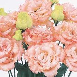Lisianthus  Voyage Champagne flower seed 25