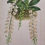 1886 L'Illustration Horticole - Angraecum Citratum (Comet Orchid). Chromolithograph print. P De Pannemaeker. Published by J. Linden.
