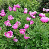Paeonia 5 PCS fresh seeds, Peony seeds, Flower seeds, Pink flower, Rare seeds, Organic seeds