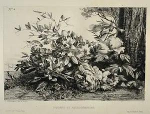 Peonies Rhododendrons Engraving Eau Forte Jules Jacquemart Salmon Flowers 19th