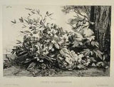 Peonies Rhododendrons Engraving Eau Forte Jules Jacquemart Salmon Flowers 19th