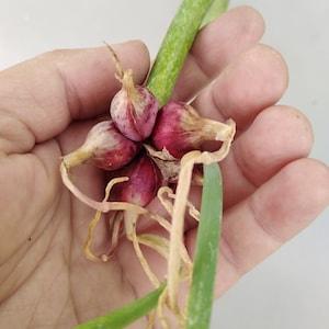 Egyptian onion 15  bulblets, walking onion, tree onion, top onion, winter onion, perennial onion