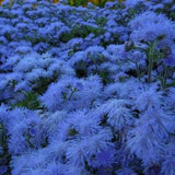 100Pcs  Blue Floss Flower Seeds-Dwarf Blue-True Blue-AGERATUM HOUSTONIANUM / (FL123)