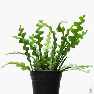 Fishbone Zig zag cactus cutting for Propagation unusual unique leaves succulent grow your own houseplant easy cacti ric rac cactus orchid