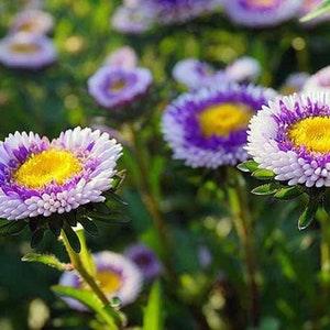 Blue Moon Aster - Callistephus chinensis - Rare 'Plant' Seeds - China Aster, Blue-Yellow, Annual Aster, Blue Moon Herbaceous Aster