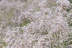 How to Grow and Care for Baby's Breath Flower Delivery