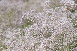 How to Grow and Care for Baby's Breath Flower Delivery