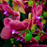 Pop Out Orchid