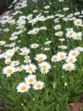 17 Vibrant Perennials That Bloom All Summer for a Colorful Garden Flower Delivery