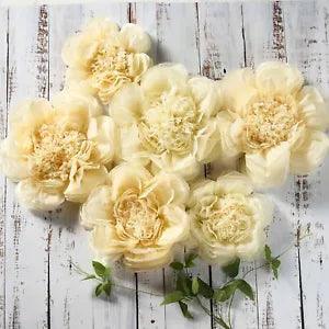 6 pack 7" 9" 11" Ivory and Cream Tissue Paper Peony Flowers Party Party Backdrop