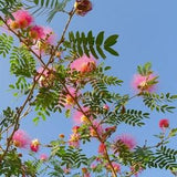 30 Pink Powder Puff Tree seeds (Albizia julibrissin); aka Mimosa tree, Fairy Brush tree, Persian Silk tree
