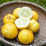 Lemon Cucumber Seeds | Unique Mini Yellow Cucumber | 15 seeds | Rare Organic Heirloom