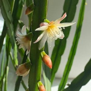 Lepismium bolivianum Plant Cactus Plant