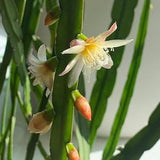 Lepismium bolivianum Plant Cactus Plant