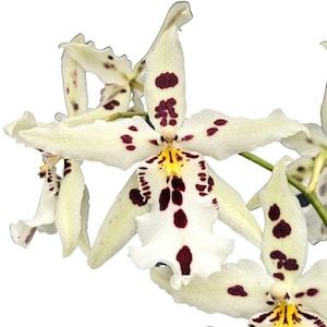 Aliceara Beallara Snowblind 'Sweet Spots' Orchid ~ Not in Bloom