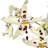 Aliceara Beallara Snowblind 'Sweet Spots' Orchid ~ Not in Bloom