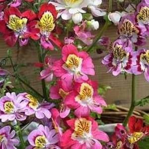 Schizanthus, Angel wings, Butterfly flower, Fringeflower, Poor-man's-orchid, mixed colors, GMO free, 500 seeds