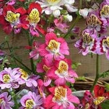 Schizanthus, Angel wings, Butterfly flower, Fringeflower, Poor-man's-orchid, mixed colors, GMO free, 500 seeds