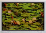 Wild Flowers Plants 013069 Lilies On Pads Limited Edition Watercolour Print
