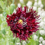 Black Swan Poppy Flower Seeds - Pollinator Flower, Bee Flower,flower seed