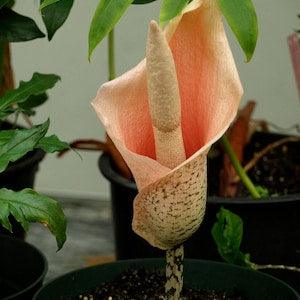 Voodoo Lily - Amorphophallus Bulbifer - Rare 'Plants' Seeds - Devils Tongue, Orange-Yellow, Snake Palm, Black Dragon, Konnyaku Potato