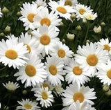 Shasta Daisy Live Huge Full Size Mature plant, Not Division Or Starter+Free Gift