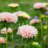 50 King Size Chinese Aster Apricot Flower Seeds / Callistephus Chinensis / Cut Flowers / English Garden / Wildflowers / Container Gardening