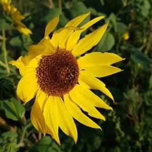 Wild Canadian Sunflower Seeds Canada, Helianthus Petiolaris, Indigenous Plains Yellow Flower, Self-Seeding Annual Prairie Native Landscaping