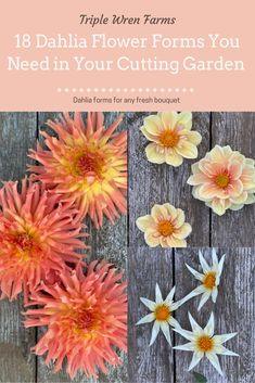 Dahlia Flower Forms You Need In Your Cutting Garden Flower Delivery
