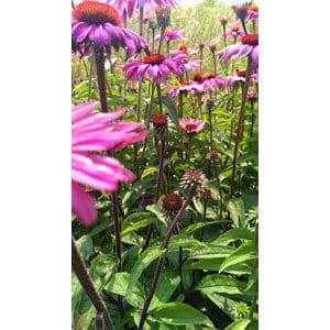 70 Organic Non-GMO Echinacea purpurea Flower Seeds.