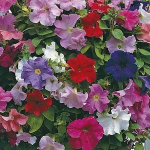 100 Pcs Petunia  Hybrid Mixed Flower Seed-PETUNIA X HYBRIDA / (FL050)