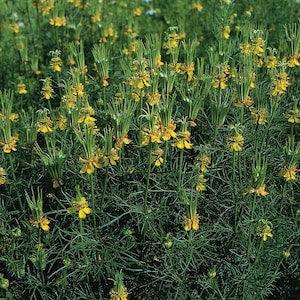 50 Nigella Transformer Seeds / Nigella Papillosa / Cut Flower / English Garden / Cottage Flower Seeds / Wedding Flowers / Wildflowers
