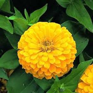 Natural Zinnia Low Yellow Annuals Flower Seeds Organic Ukraine