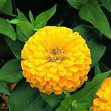 Natural Zinnia Low Yellow Annuals Flower Seeds Organic Ukraine