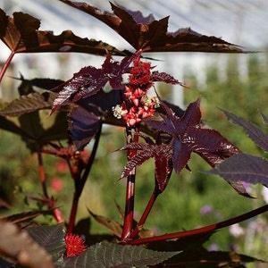 RED CASTOR BEAN Tall Fast-Growing Annual Large Purple Leaves Ricinus Carmencita 5 Large Fresh Seeds