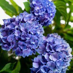 Let??s Dance? Rhythmic Blue? Hydrangea Flower Delivery