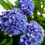 Let??s Dance? Rhythmic Blue? Hydrangea Flower Delivery