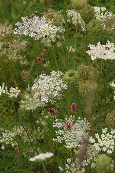 Queen Anne's Lace Flower Delivery